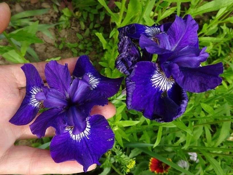 Iris Sibirica "Shirley Pope" rhizome/bulb - Image 3