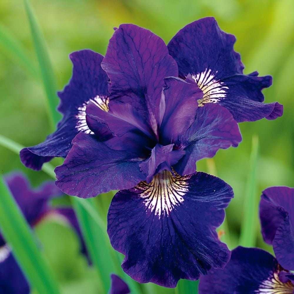 Iris Sibirica "Shirley Pope" rhizome/bulb - Image 5