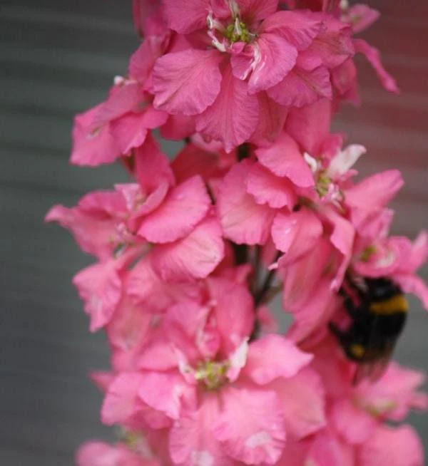 Larkspur Brisbane Salmon Pink - Image 2