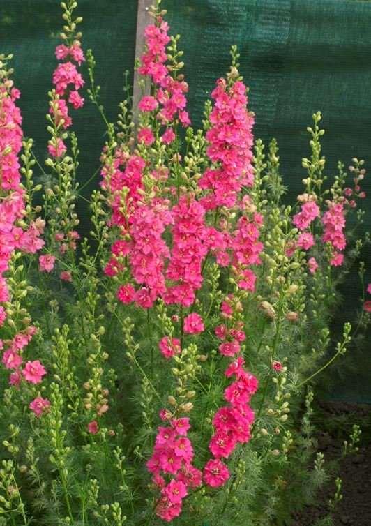 Larkspur Brisbane Salmon Pink - Image 3