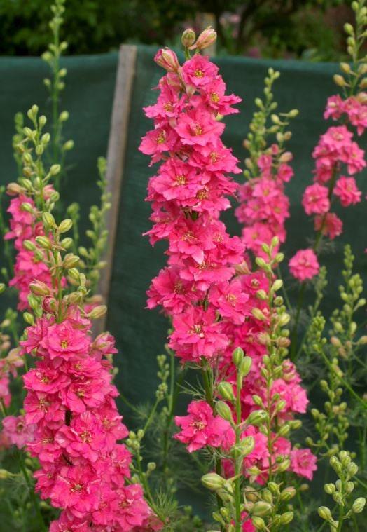Larkspur Brisbane Salmon Pink - Image 4