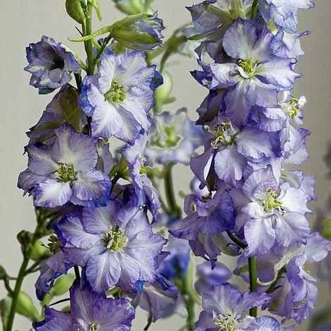 Larkspur "Brisbane" White with Blue Edge - Image 3