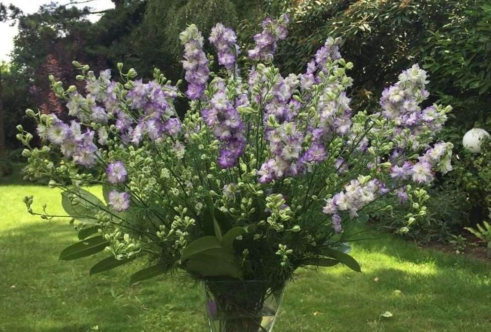 Larkspur "Brisbane" White with Blue Edge - Image 4