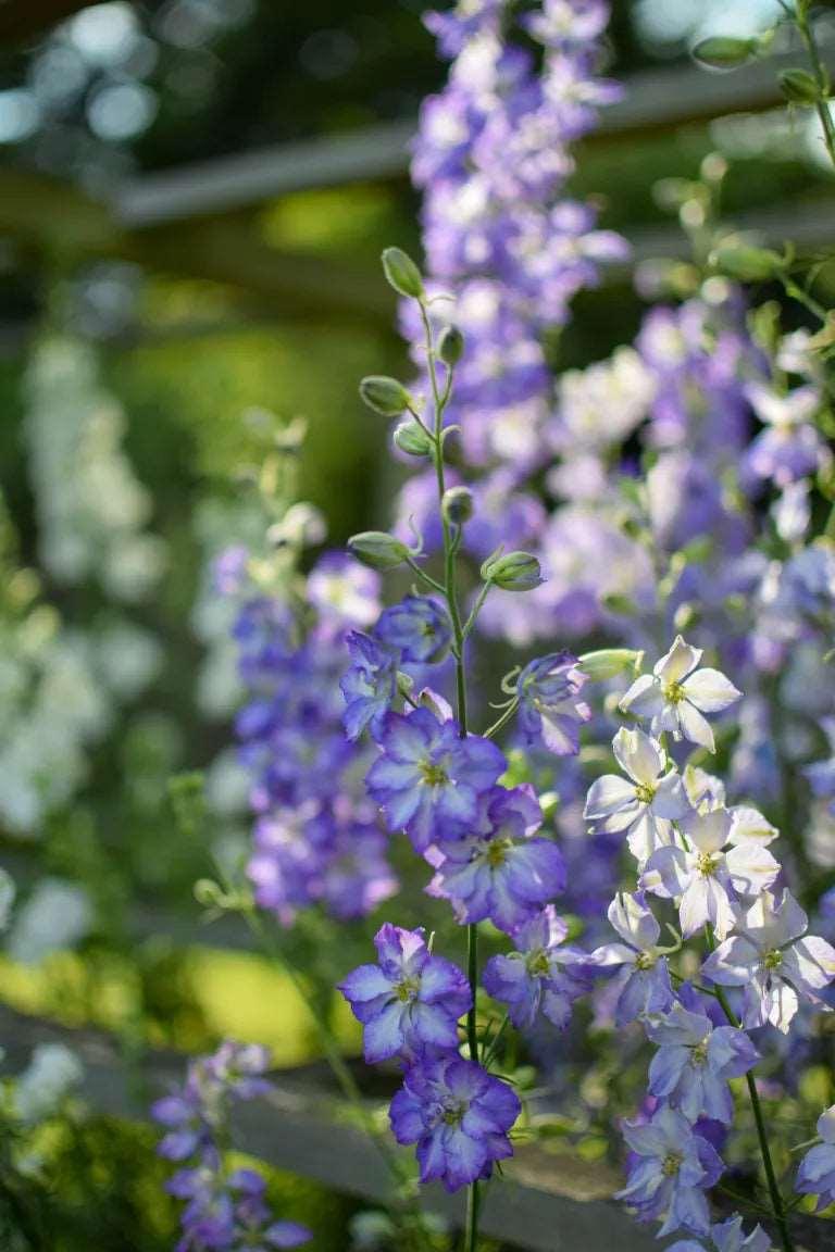 Larkspur (delphinium consolida) mix - Image 3