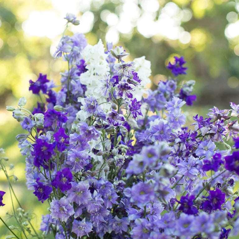Larkspur (delphinium consolida) mix - Image 4
