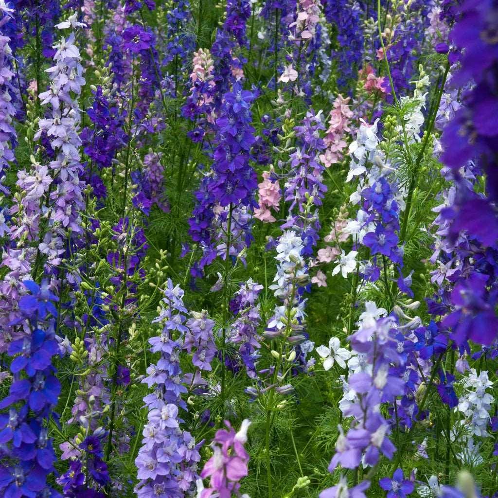 Larkspur (delphinium consolida) mix - Image 5
