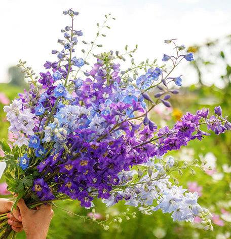 Larkspur (delphinium consolida) mix - Image 6