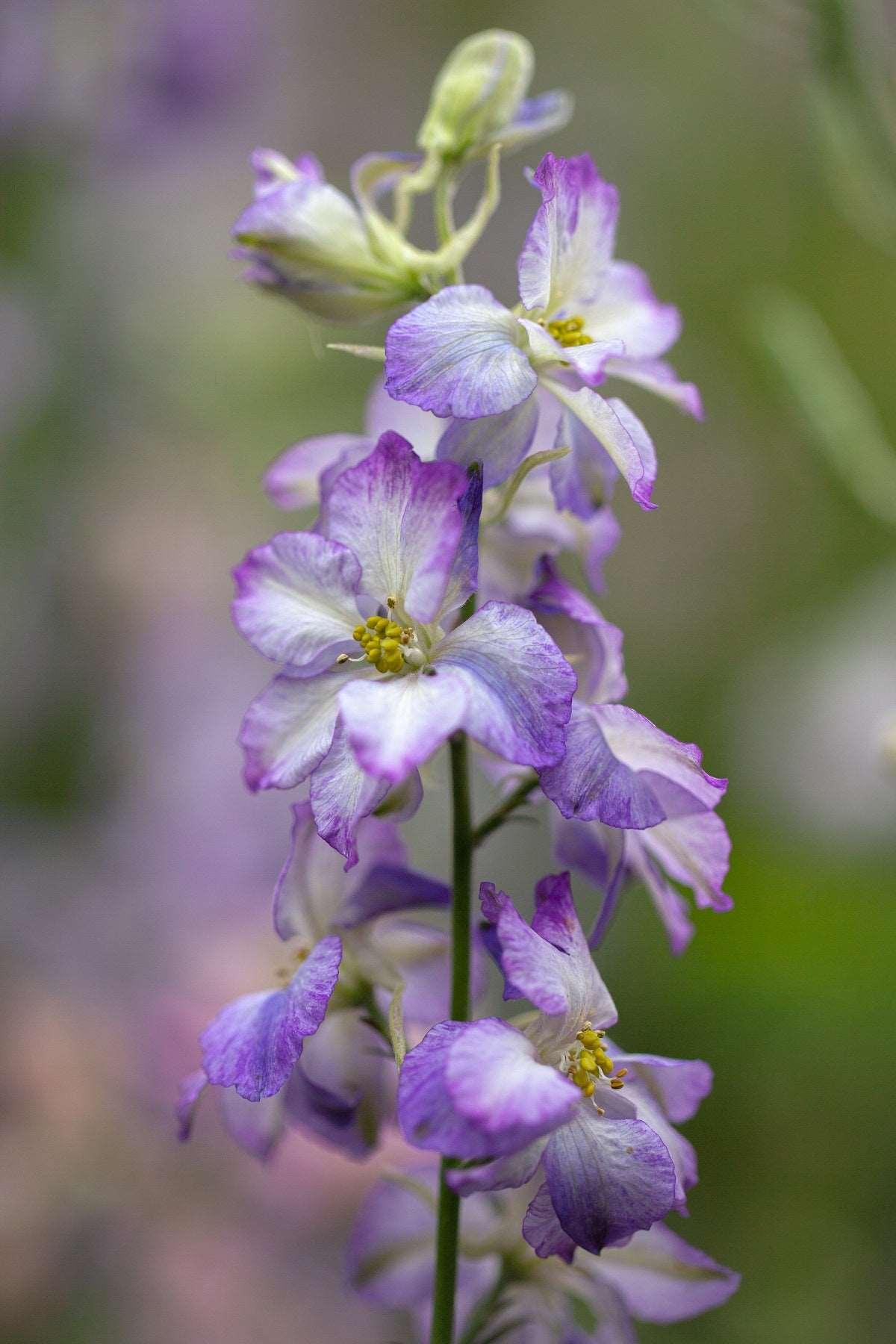 Larkspur Fancy Purple Picotee - Image 2