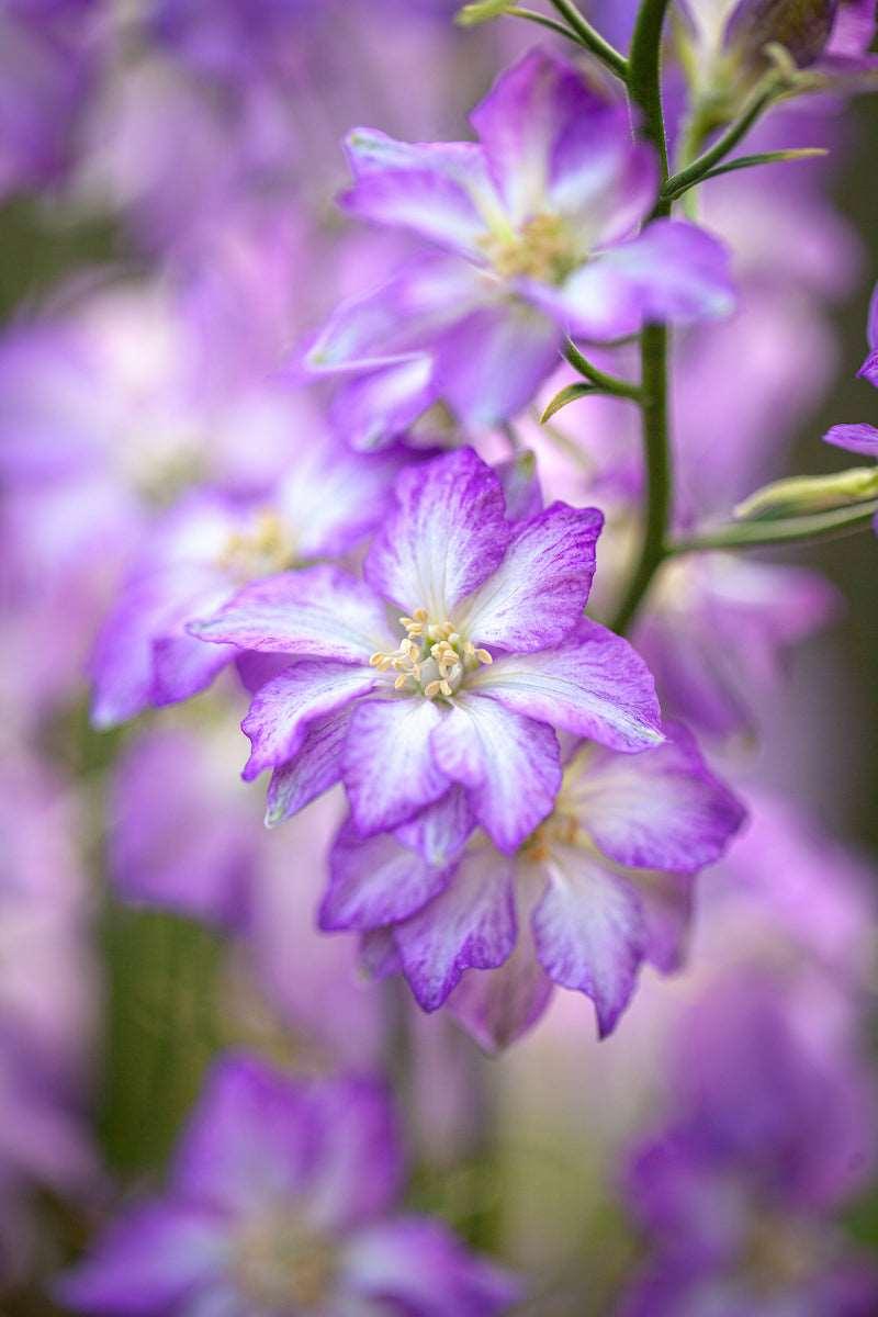 Larkspur Fancy Purple Picotee - Image 3
