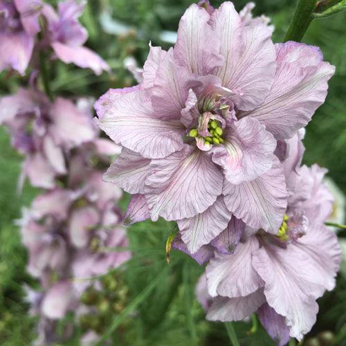 Larkspur Misty Lavender