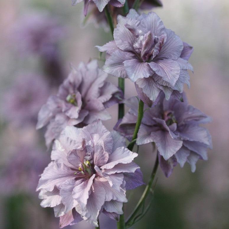 Larkspur Misty Lavender - Image 2