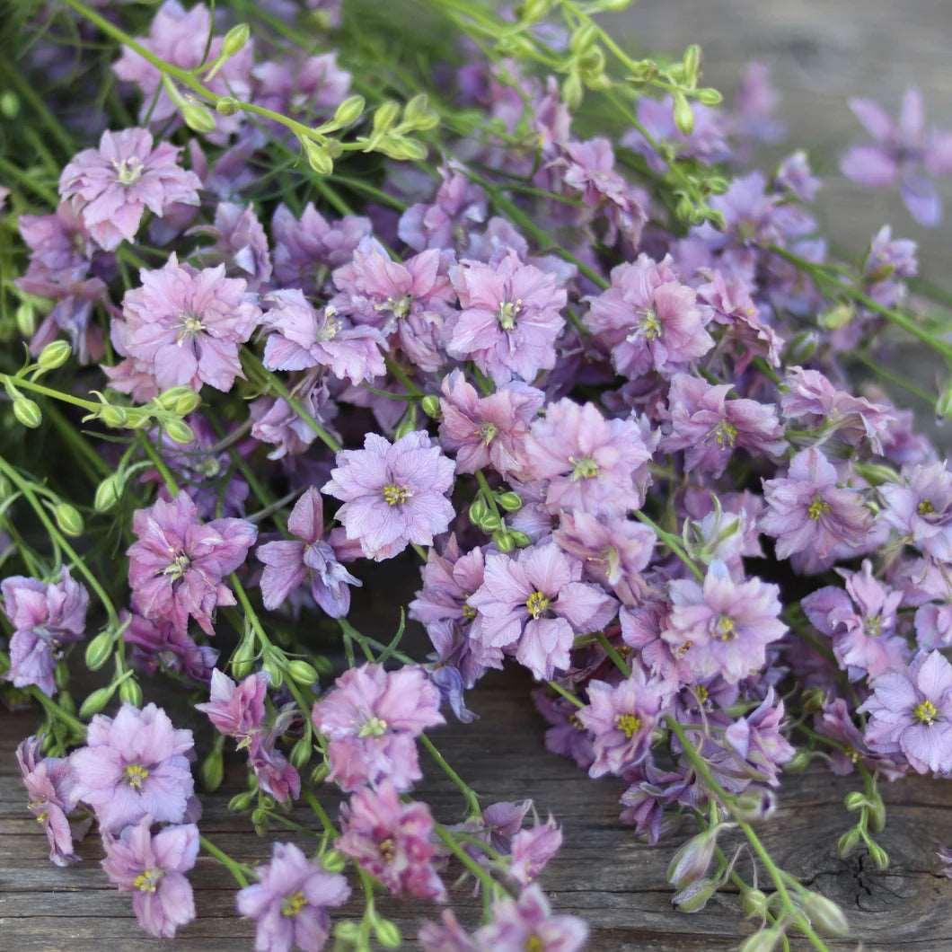 Larkspur Misty Lavender - Image 3