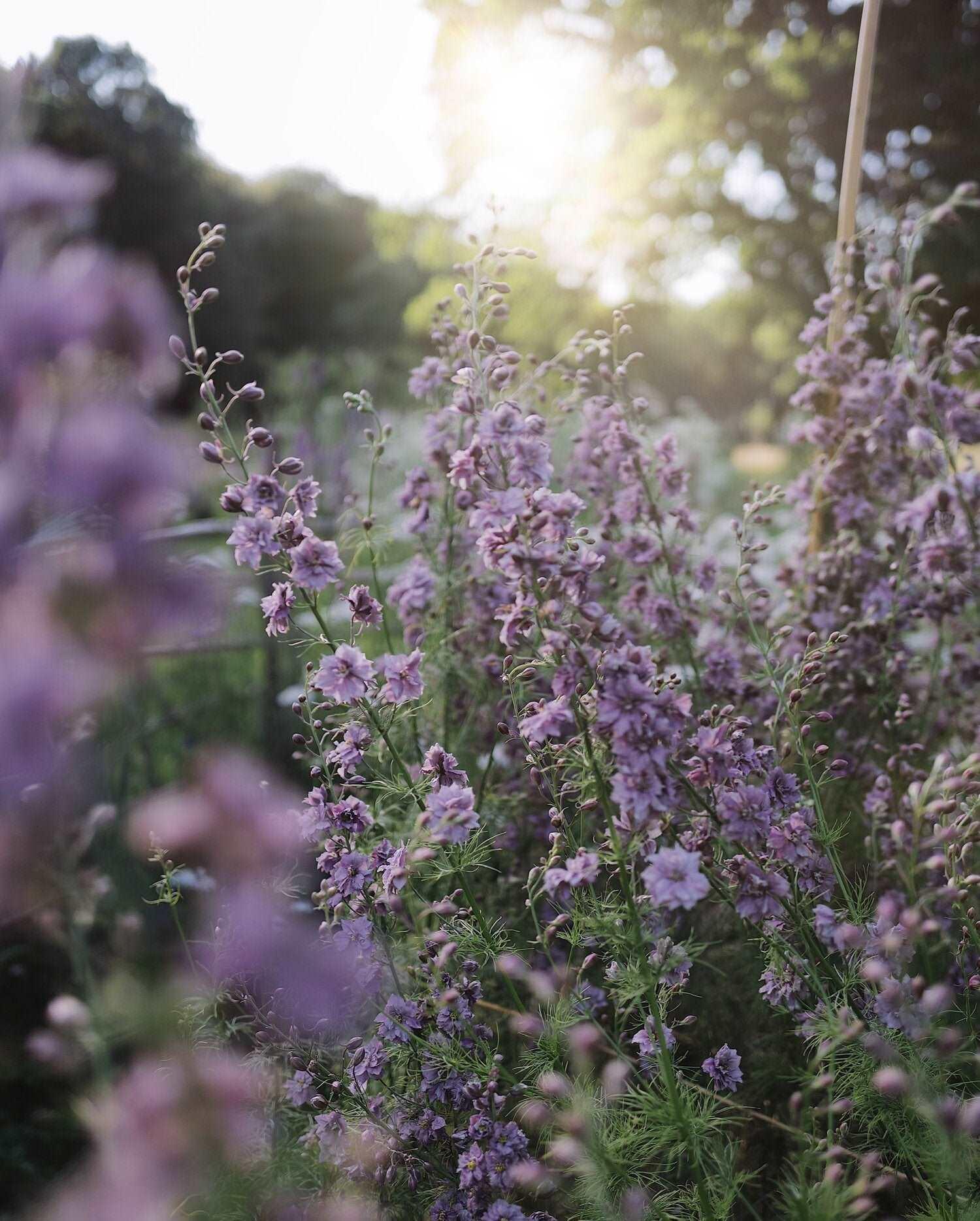 Larkspur Misty Lavender - Image 4