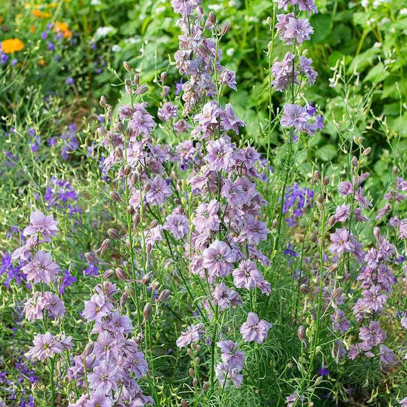 Larkspur Misty Lavender - Image 5