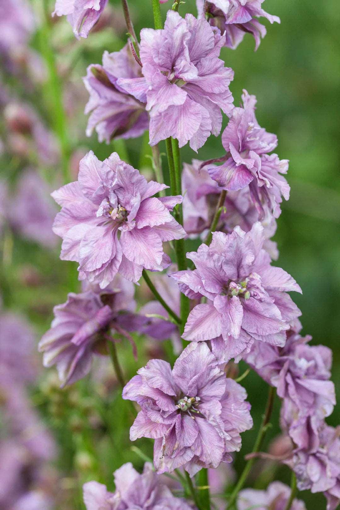 Larkspur Misty Lavender - Image 6