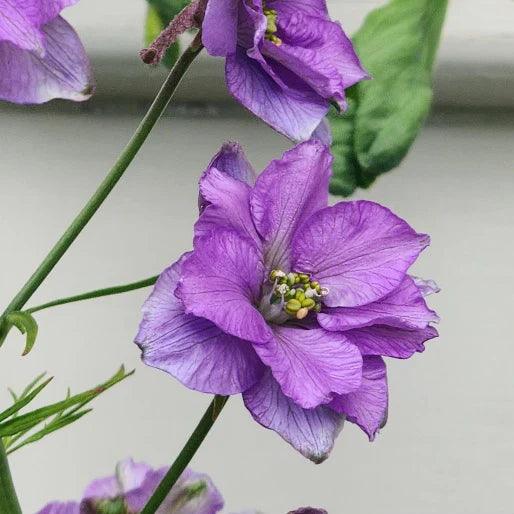 Larkspur Qis Double Lilac - Image 2