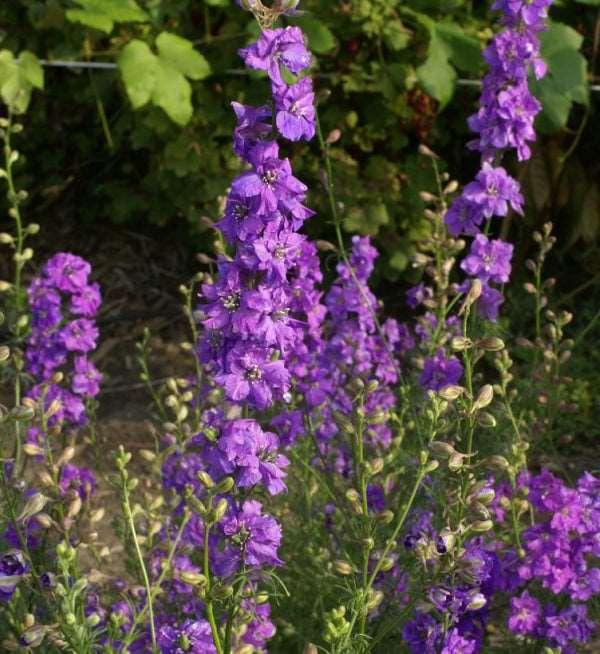 Larkspur Qis Double Lilac - Image 3