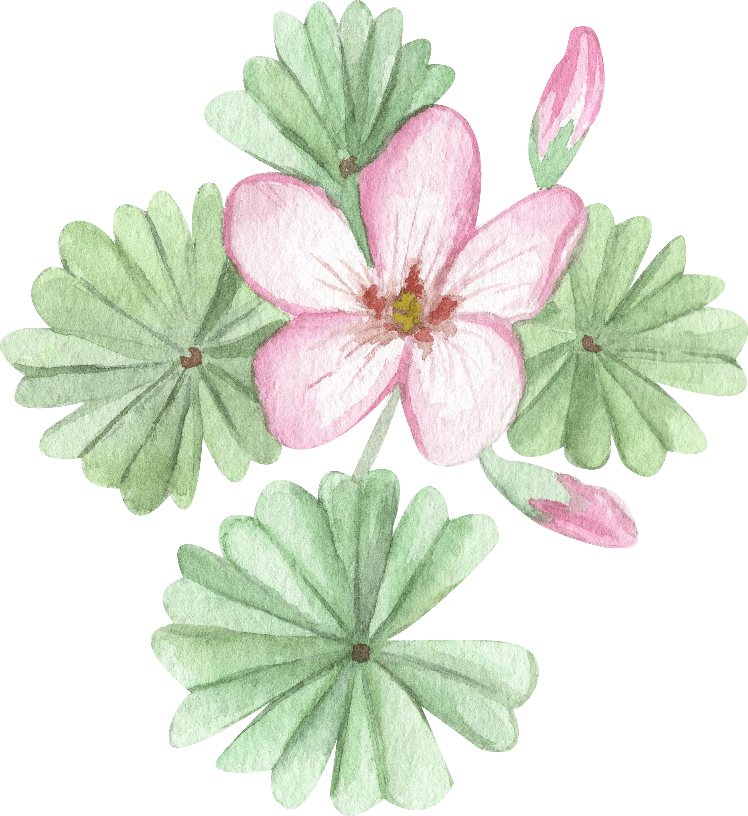 Oxalis Adenophylla - Image 10