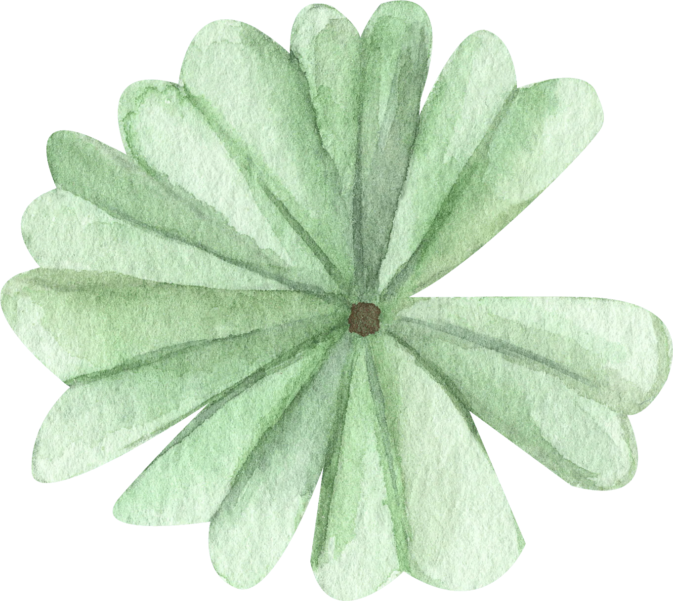 Oxalis Adenophylla - Image 11