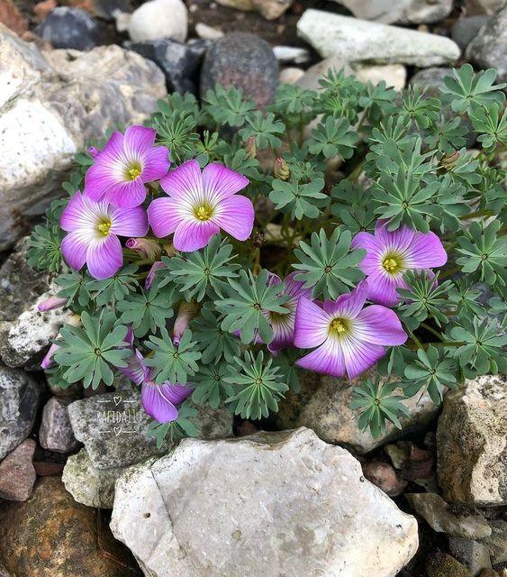 Oxalis Adenophylla - Image 3