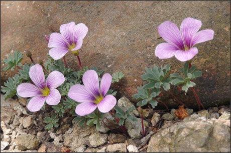 Oxalis Adenophylla - Image 4