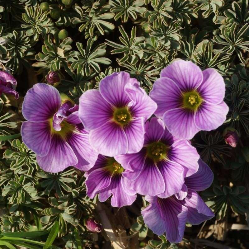 Oxalis Adenophylla - Image 7