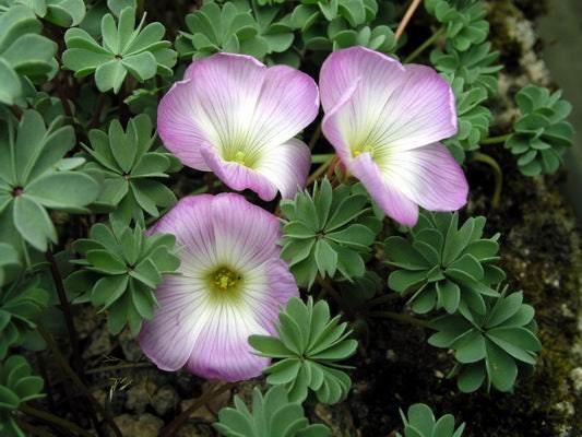 Oxalis Adenophylla - Image 8