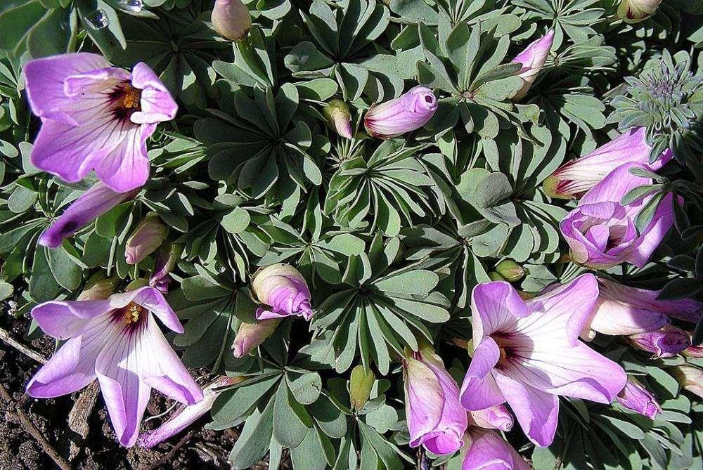 Oxalis Adenophylla - Image 9