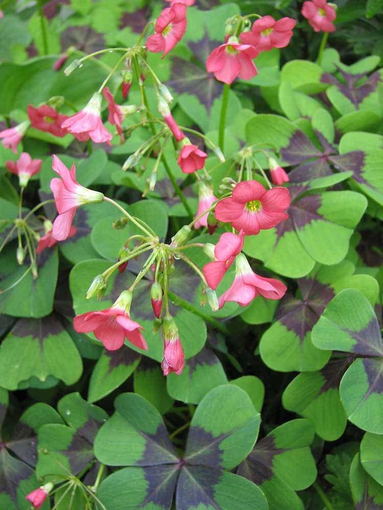 Oxalis Iron Cross - Image 3