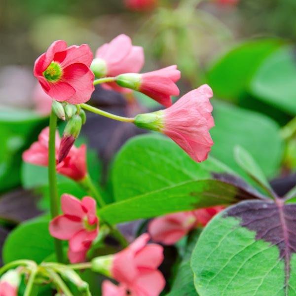 Oxalis Iron Cross - Image 4