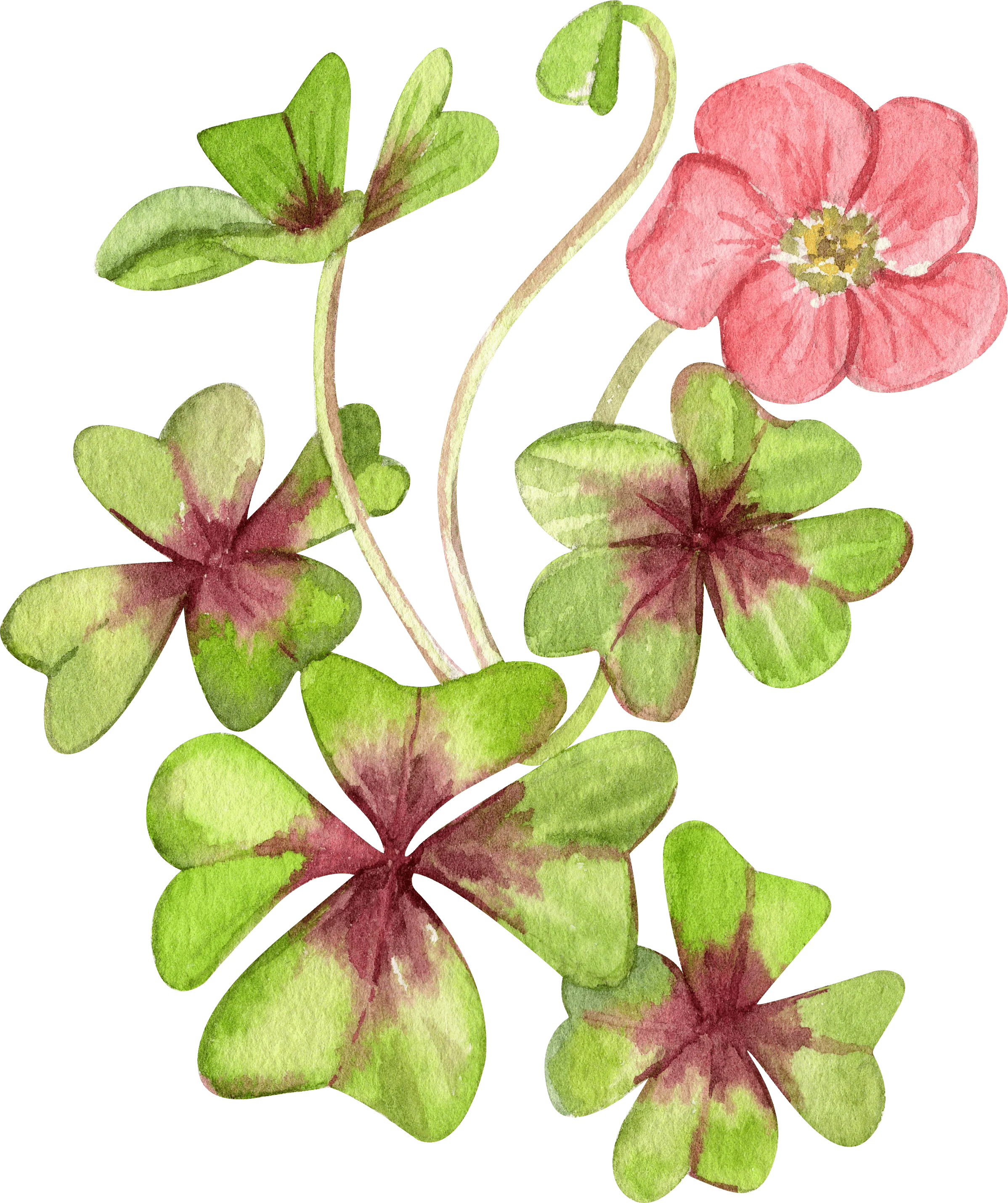 Oxalis Iron Cross - Image 6
