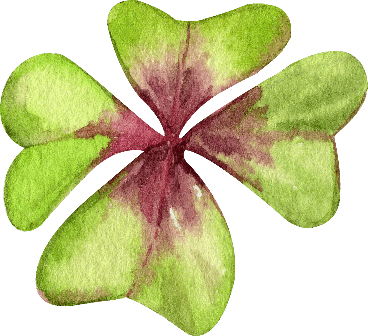 Oxalis Iron Cross - Image 7
