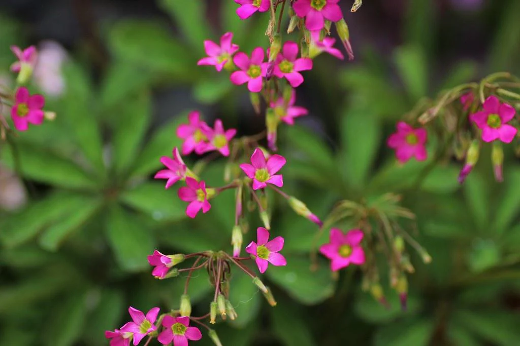 Oxalis Lasiandra - Image 3