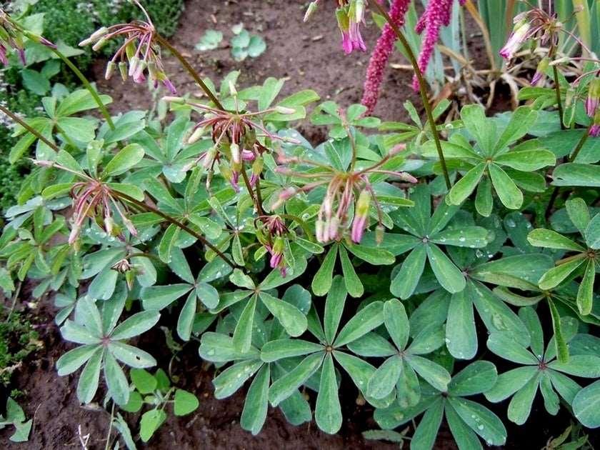 Oxalis Lasiandra - Image 4