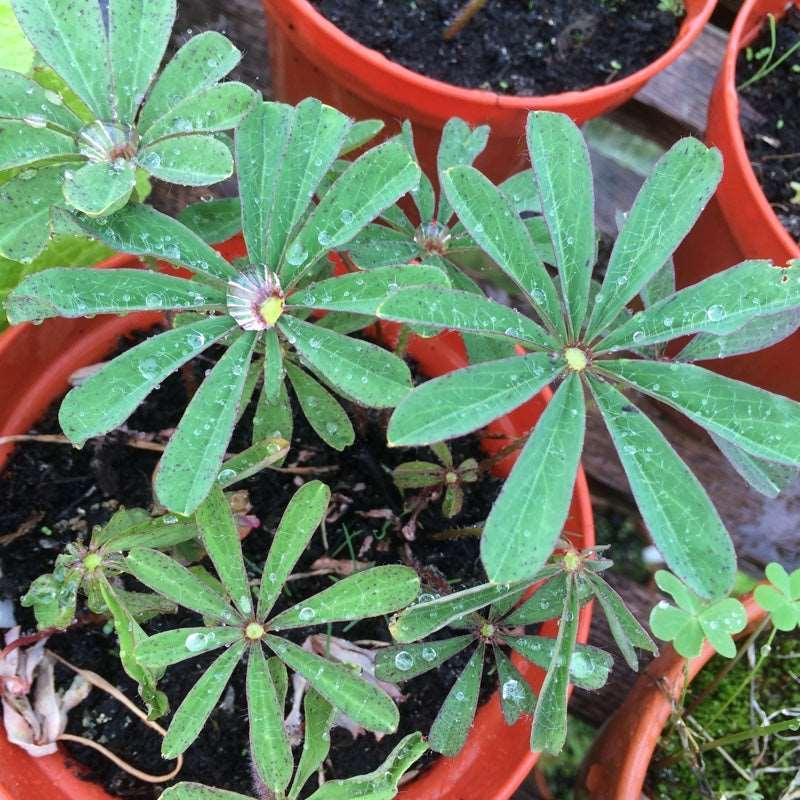 Oxalis Lasiandra - Image 5