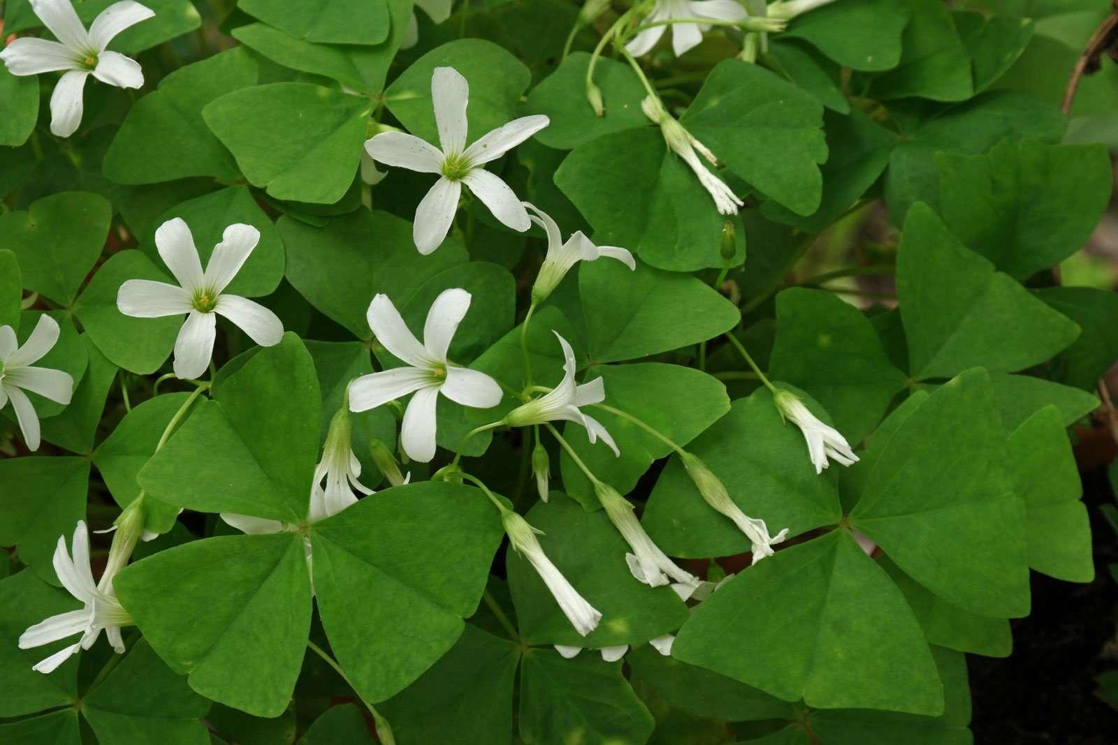 Oxalis Regnelli - Image 4
