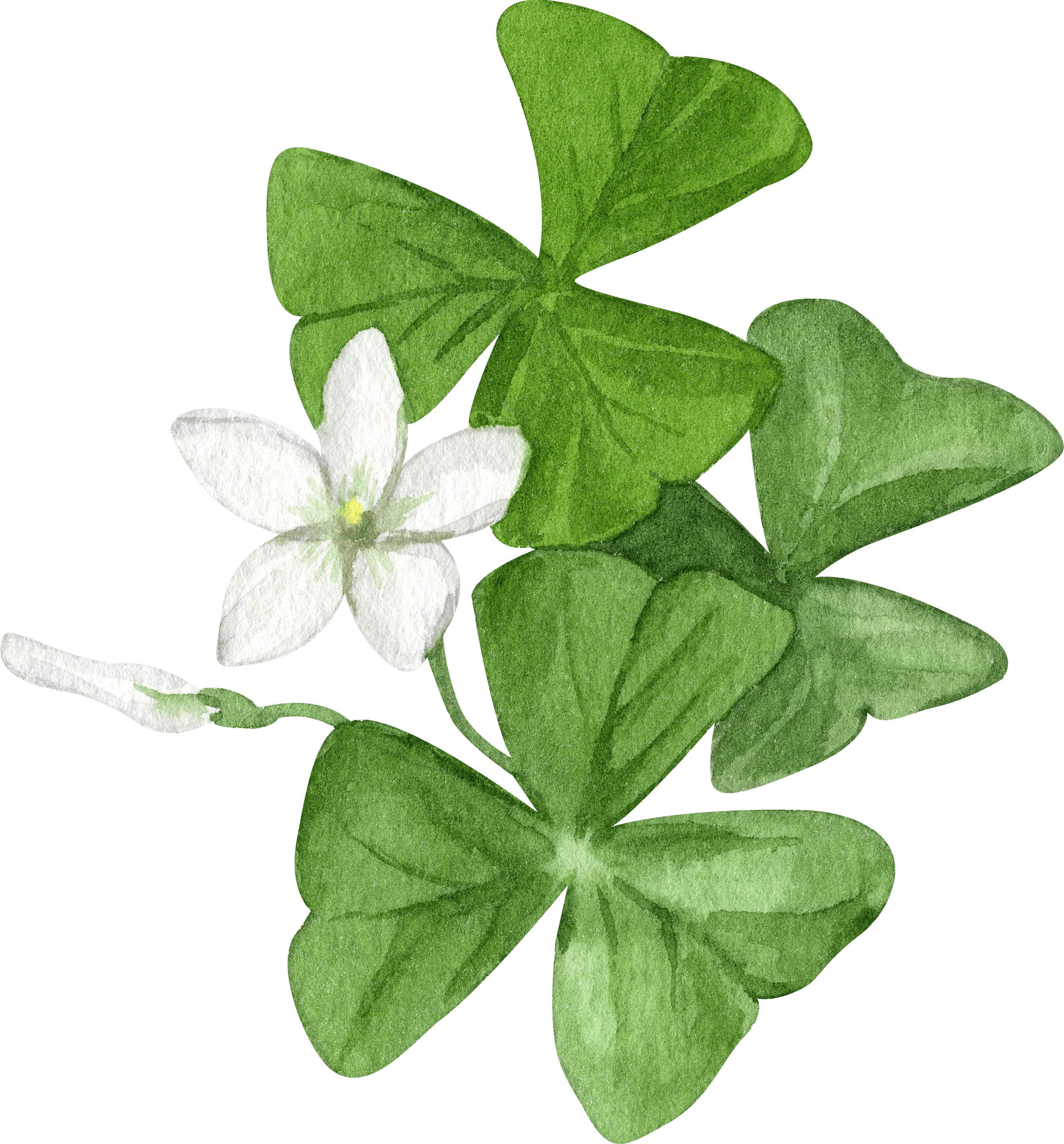 Oxalis Regnelli - Image 7