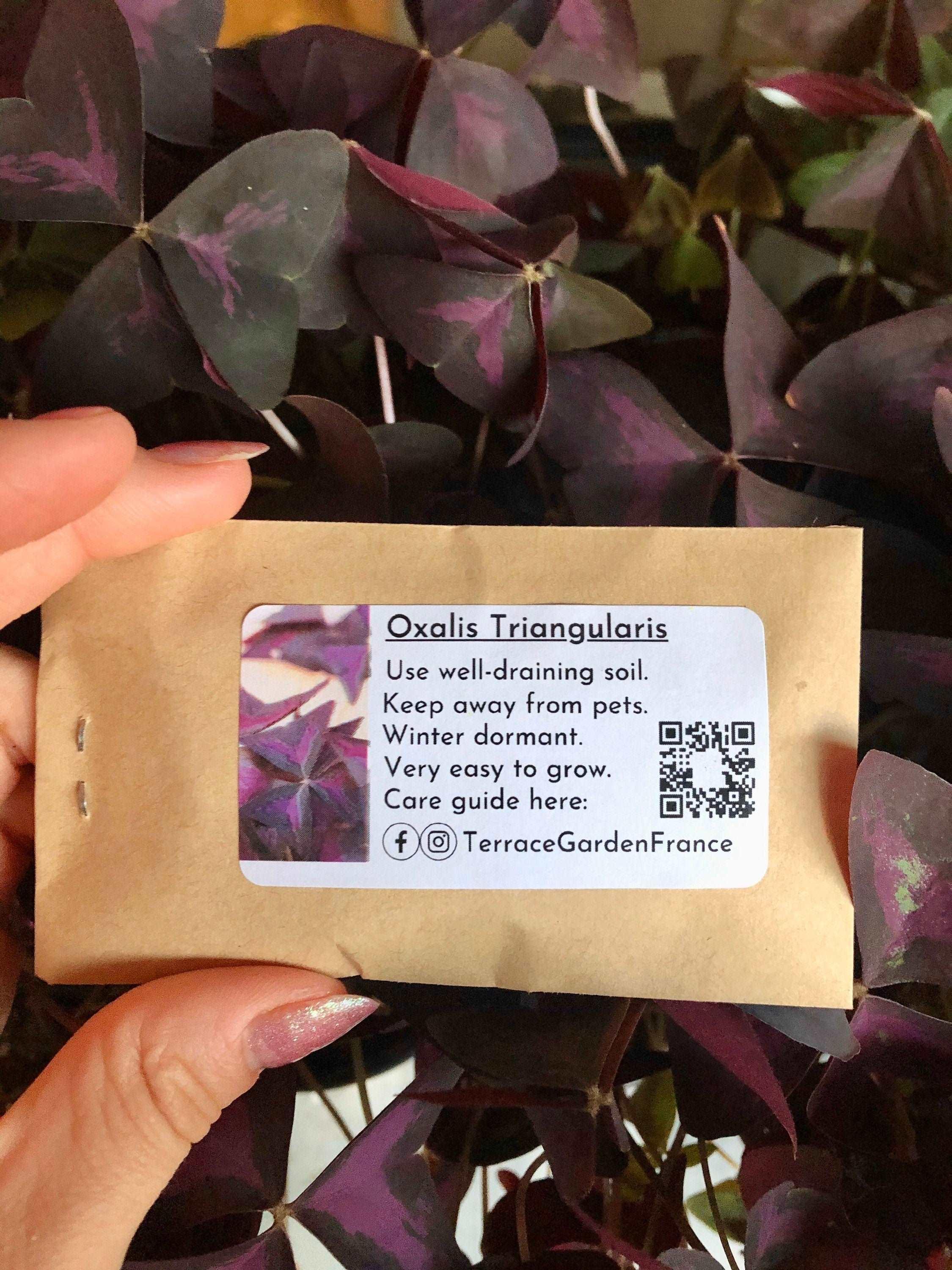 Oxalis Triangularis "Amber" - Image 3