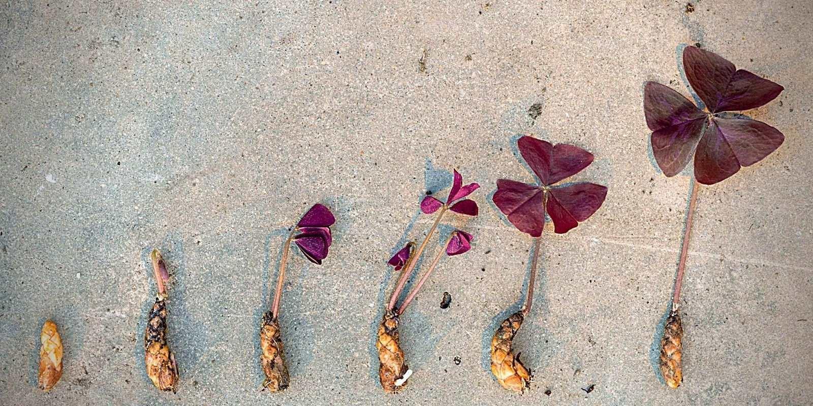 Oxalis Triangularis "Amber" - Image 4