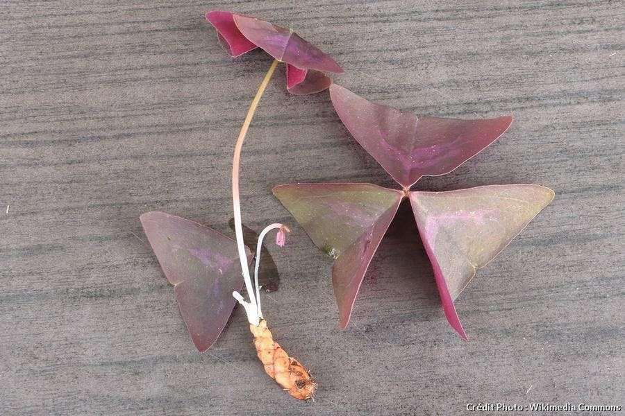 Oxalis Triangularis "Amber" - Image 5