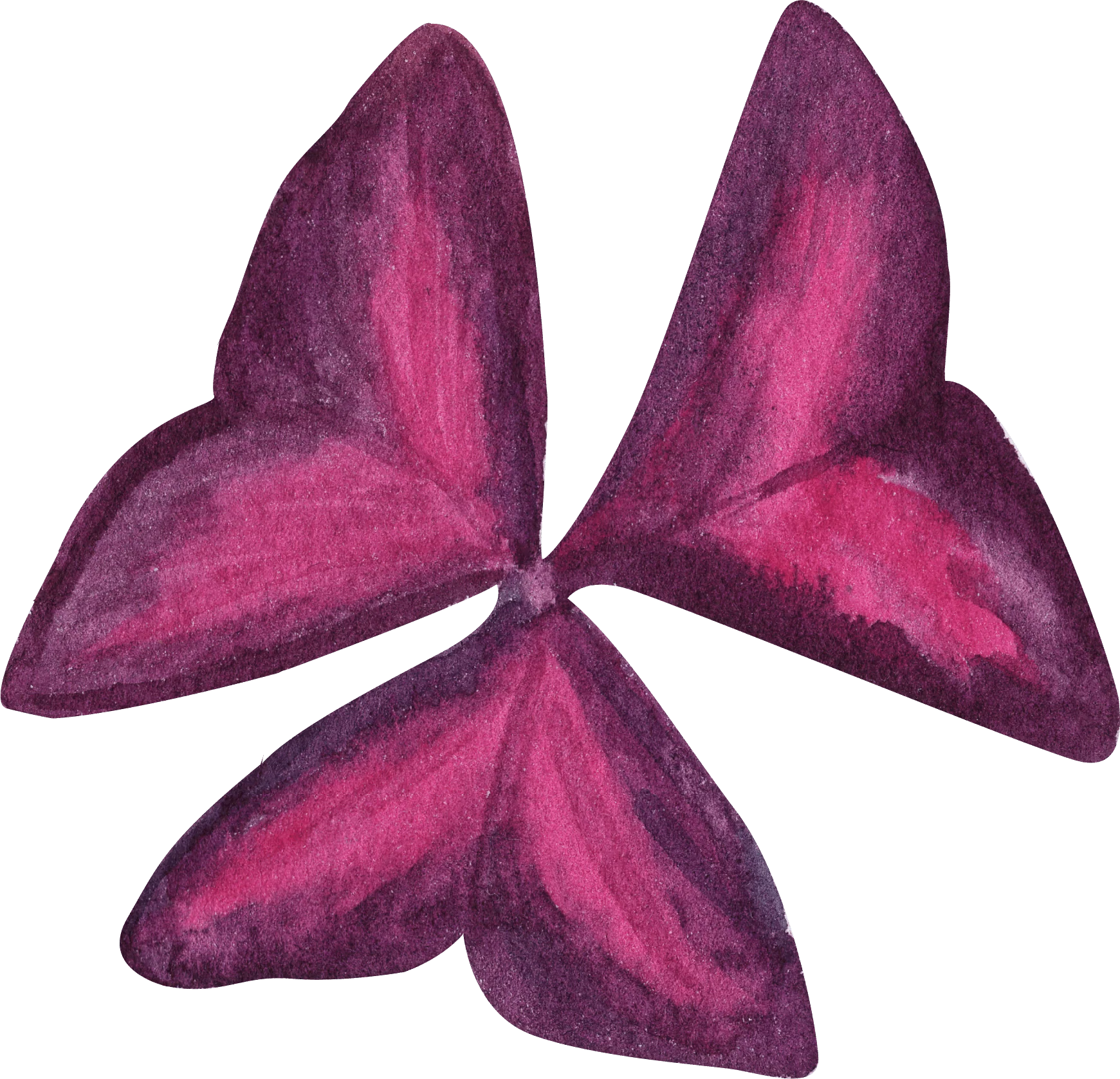 Oxalis Triangularis - Image 10