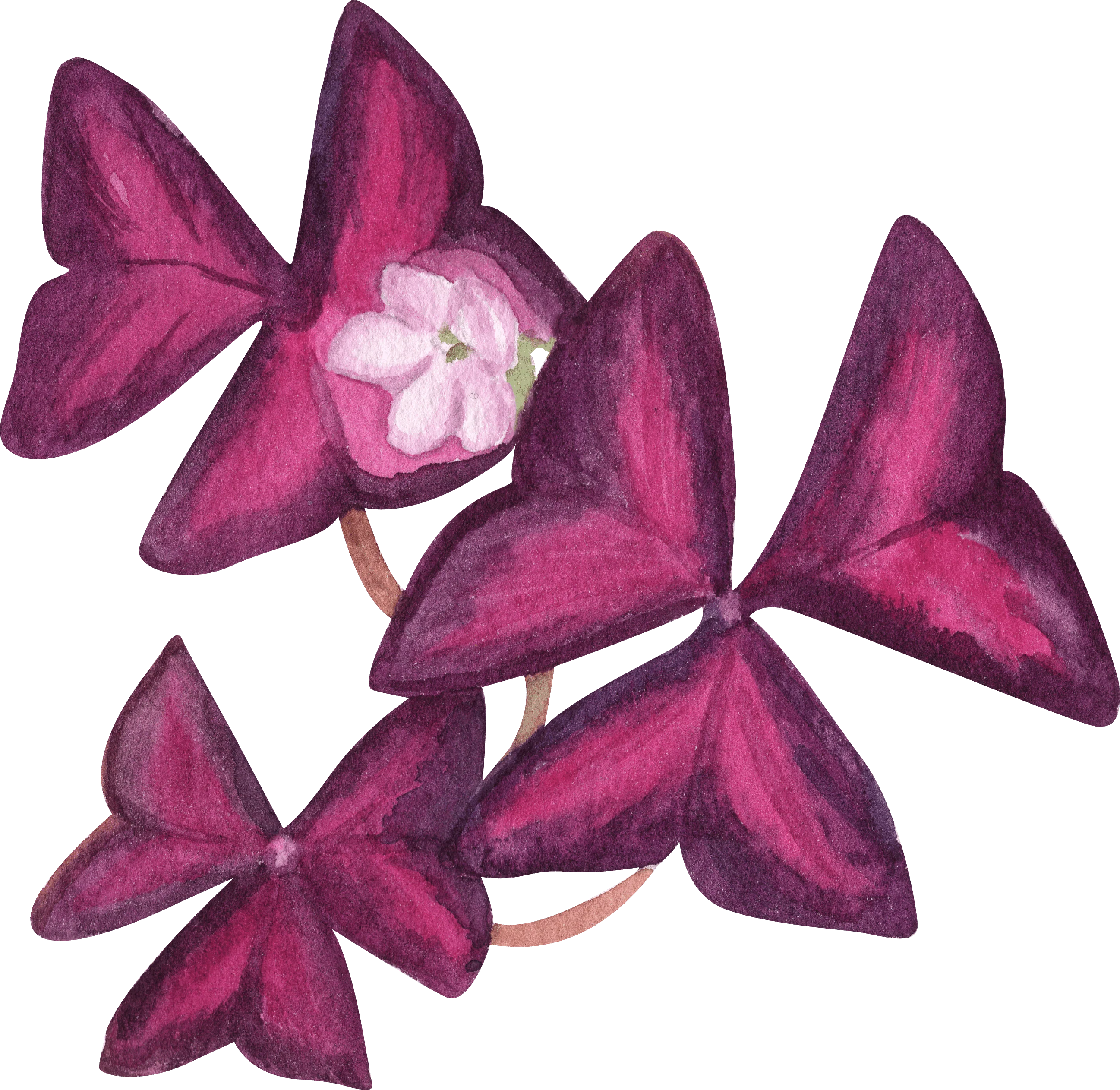 Oxalis Triangularis - Image 11