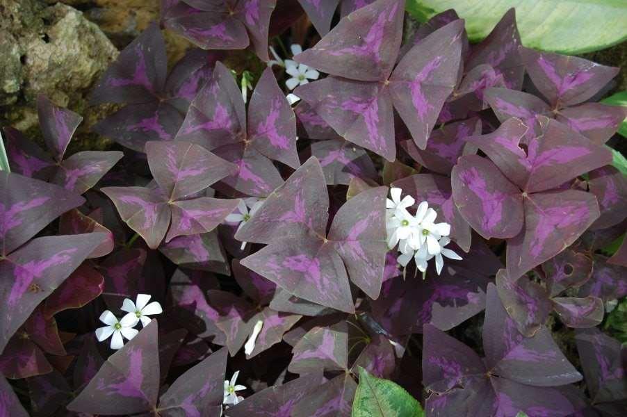 Oxalis Triangularis - Image 4