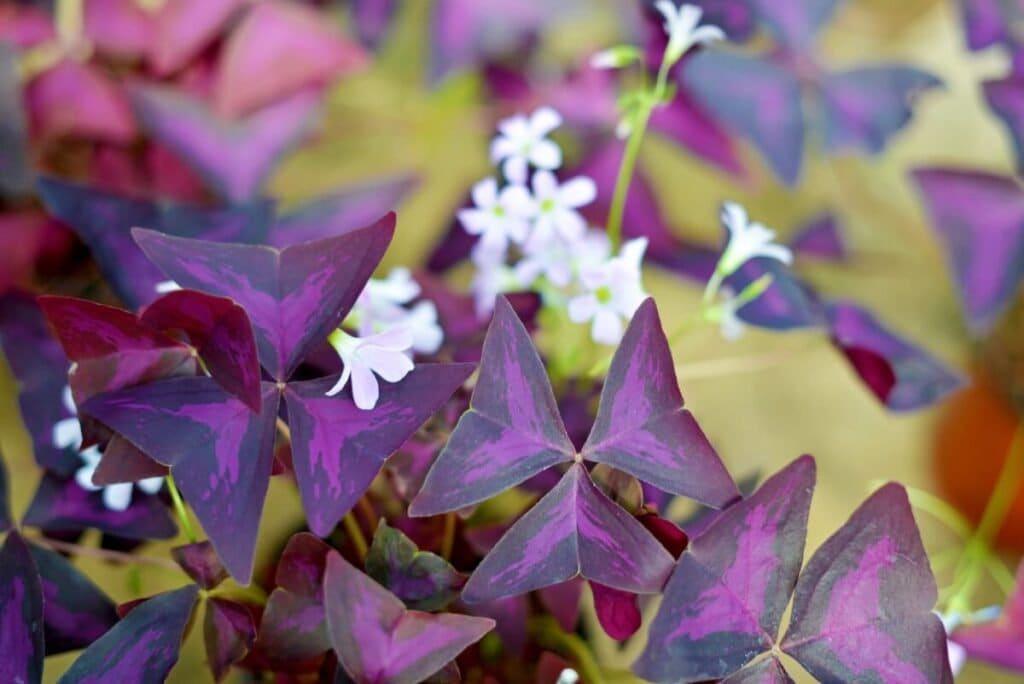 Oxalis Triangularis - Image 5