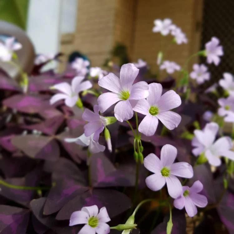 Oxalis Triangularis - Image 7