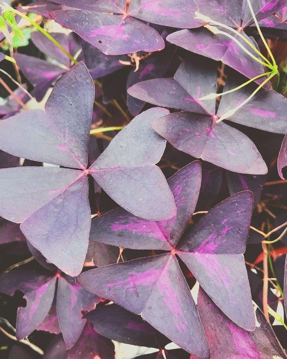 Oxalis Triangularis - Image 8