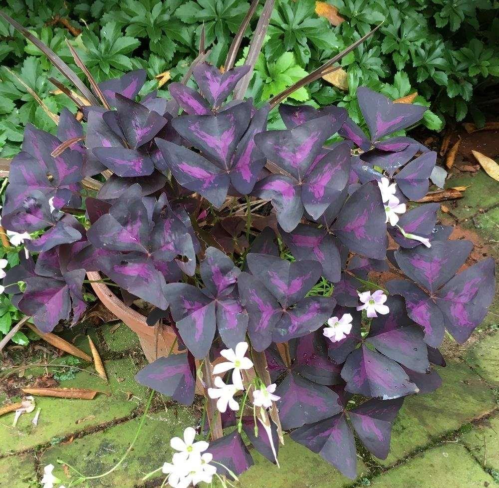 Oxalis Triangularis - Image 9