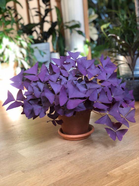 Oxalis Triangularis Mijke - Image 3