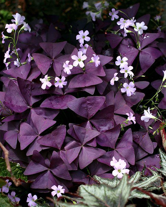 Oxalis Triangularis Mijke - Image 5