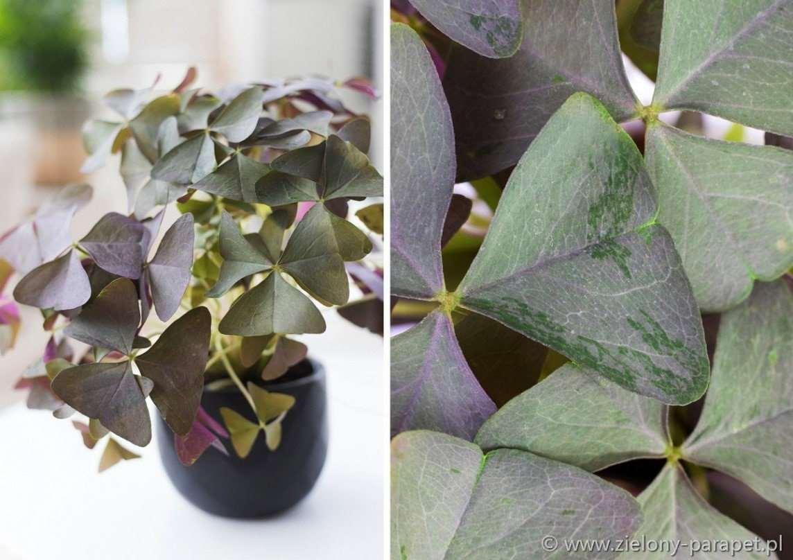Oxalis Triangularis "Sanne" - Image 5